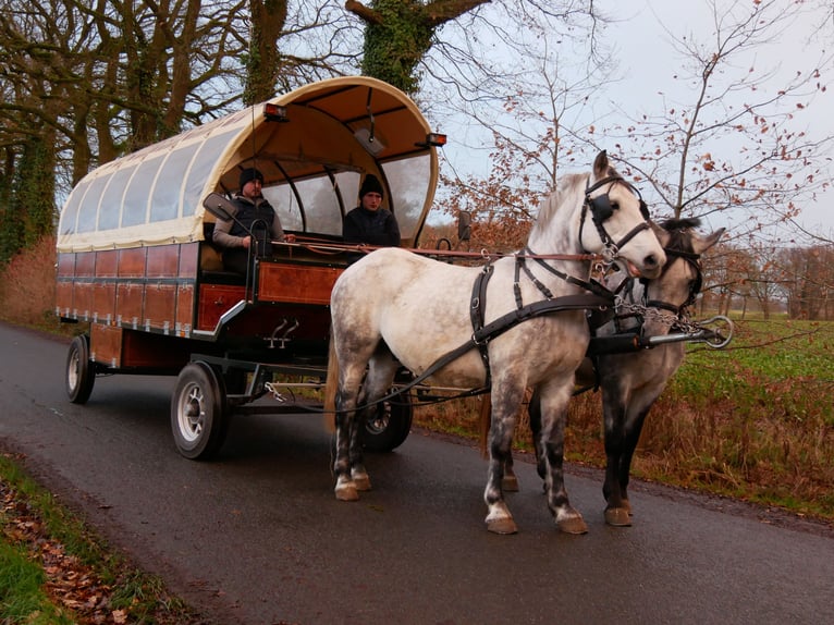 Inne konie gorącokrwiste Mix Wałach 3 lat 154 cm in Dorsten