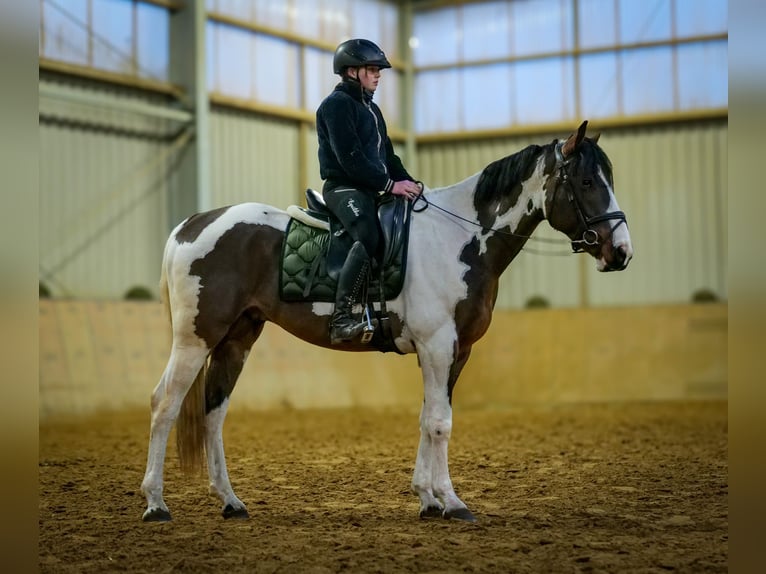 Inne konie gorącokrwiste Wałach 3 lat 155 cm Srokata in Neustadt (Wied)