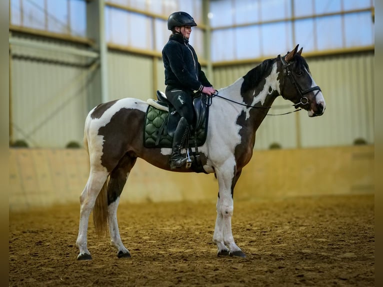 Inne konie gorącokrwiste Wałach 3 lat 155 cm Srokata in Neustadt (Wied)