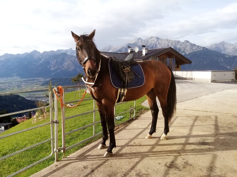 Inne konie gorącokrwiste Wałach 3 lat 164 cm Gniada in Wattenberg