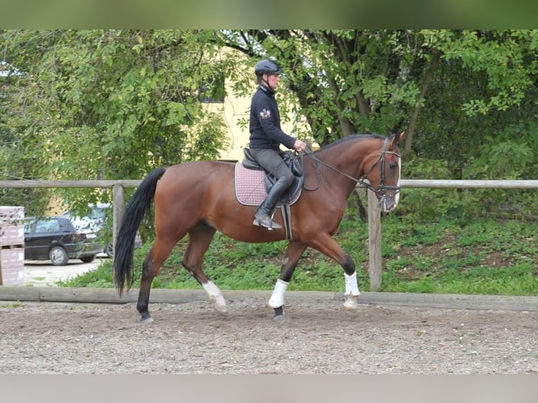 Inne konie gorącokrwiste Wałach 3 lat 166 cm Gniada in Wellheim