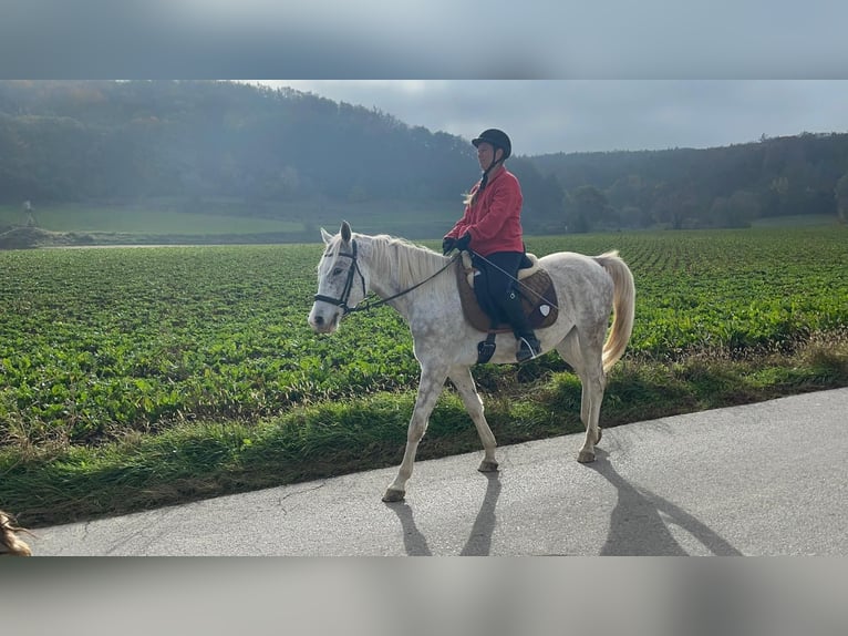 Inne konie gorącokrwiste Mix Wałach 4 lat 150 cm Siwa jabłkowita in Murstetten