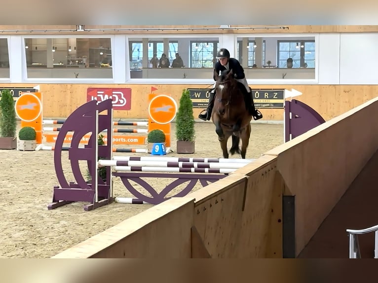 Inne konie gorącokrwiste Wałach 4 lat 160 cm Gniada in Holdorf