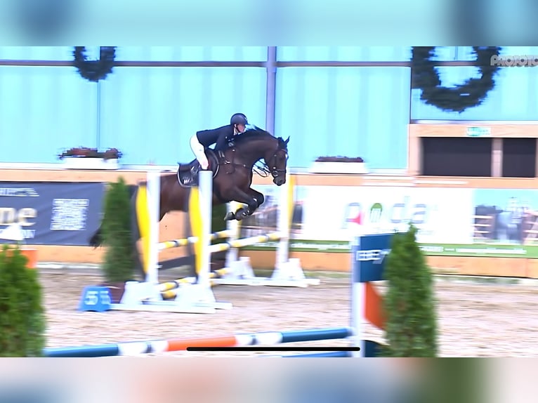 Inne konie gorącokrwiste Wałach 4 lat 160 cm Gniada in Holdorf