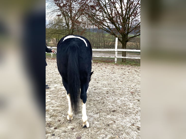 Inne konie gorącokrwiste Wałach 4 lat 160 cm Srokata in Ampflwang