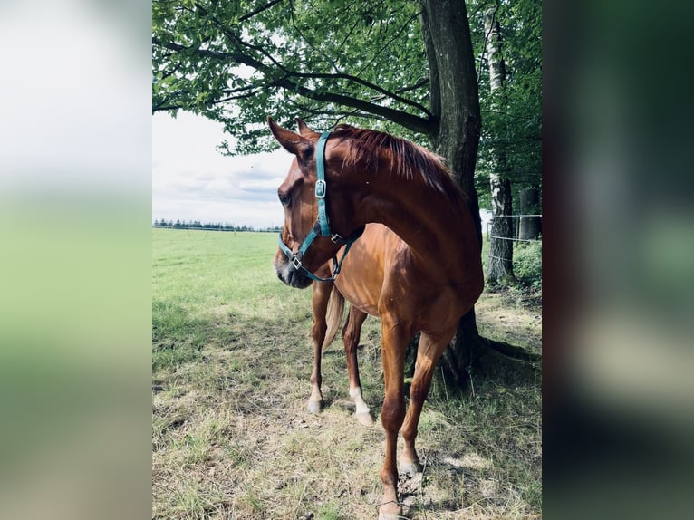 Inne konie gorącokrwiste Wałach 4 lat 164 cm Kasztanowata in Eitorf