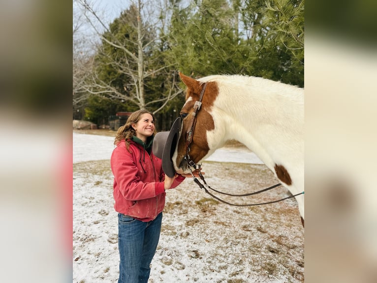 Inne konie gorącokrwiste Mix Wałach 5 lat 163 cm Srokata in Granville