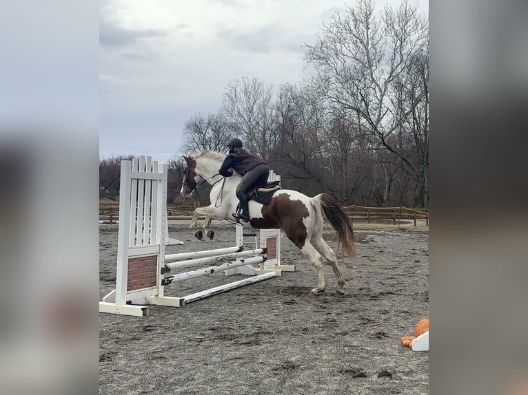 Inne konie gorącokrwiste Mix Wałach 5 lat 163 cm Srokata in Granville