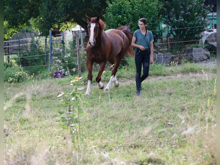 Inne konie gorącokrwiste Wałach 5 lat 165 cm Kasztanowata in Bad WimpfenBad Wimpfen