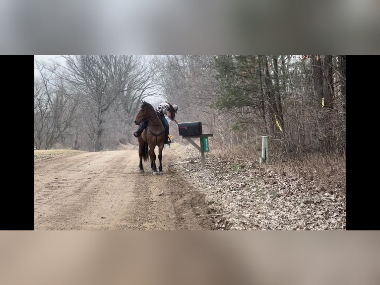 Inne konie gorącokrwiste Wałach 5 lat Gniadodereszowata in Howell Mi