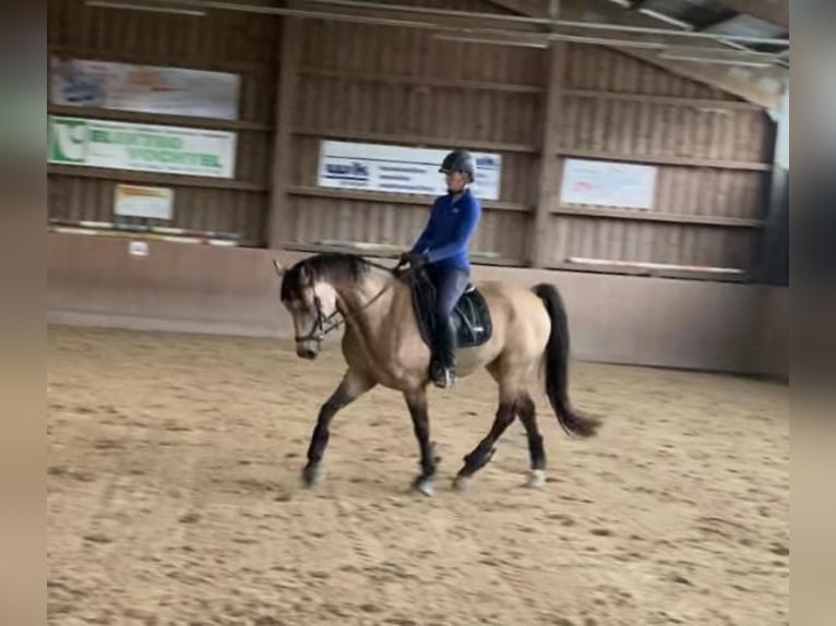 Inne konie gorącokrwiste Wałach 6 lat 162 cm Bułana in Bausendorf