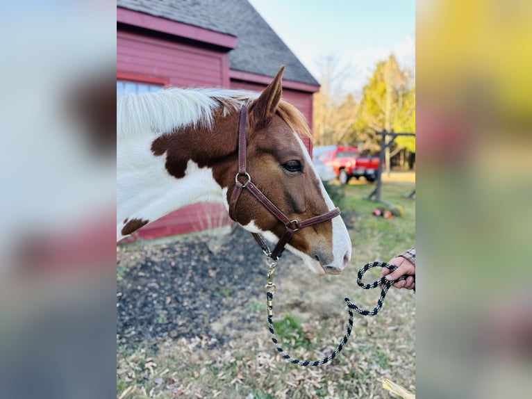 Inne konie gorącokrwiste Mix Wałach 6 lat 163 cm Srokata in Granville