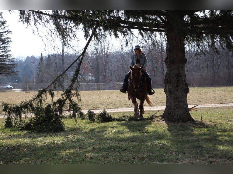 Inne konie gorącokrwiste Wałach 6 lat 165 cm Ciemnokasztanowata in Howell MI