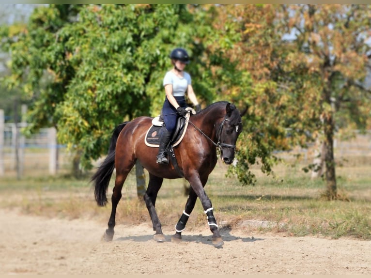 Inne konie gorącokrwiste Wałach 6 lat 166 cm Ciemnogniada in Schattendorf