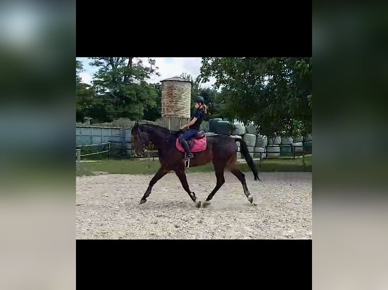 Inne konie gorącokrwiste Wałach 6 lat 170 cm Ciemnogniada in Vettweiß