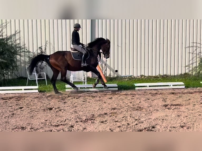 Inne konie gorącokrwiste Wałach 6 lat 170 cm Gniada in Weiterstadt