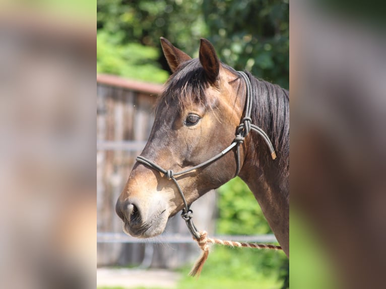 Inne konie gorącokrwiste Mix Wałach 6 lat Gniada in Châtenois