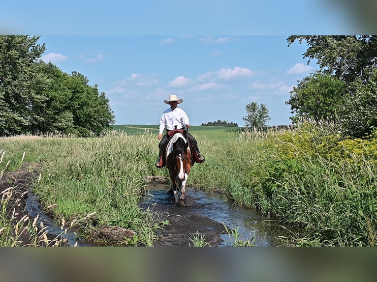 Inne konie gorącokrwiste Wałach 7 lat 157 cm Tobiano wszelkich maści in Fairbanks IA