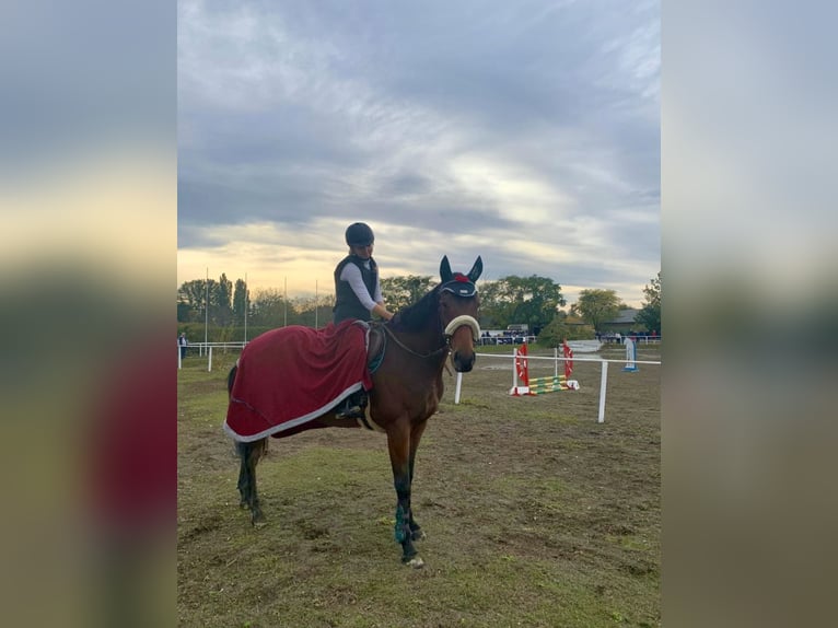 Inne konie gorącokrwiste Wałach 7 lat 163 cm Gniada in Pelmberg