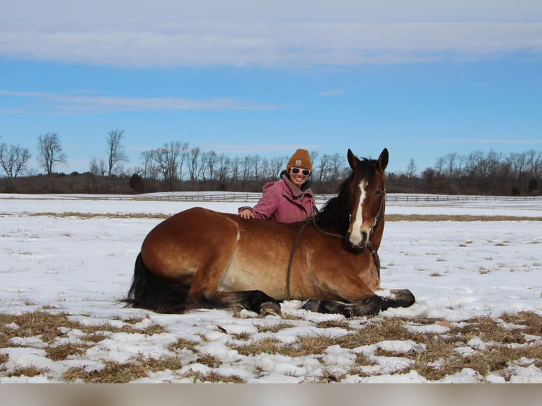 Inne konie gorącokrwiste Wałach 7 lat 163 cm Gniada in Highland MI