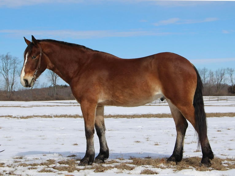 Inne konie gorącokrwiste Wałach 7 lat 163 cm Gniada in Highland MI