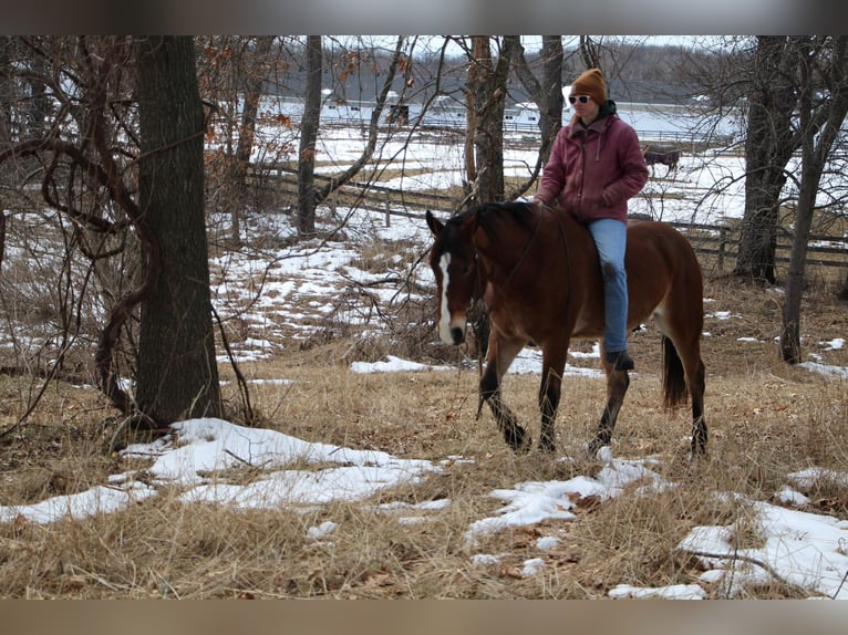 Inne konie gorącokrwiste Wałach 7 lat 163 cm Gniada in Highland MI