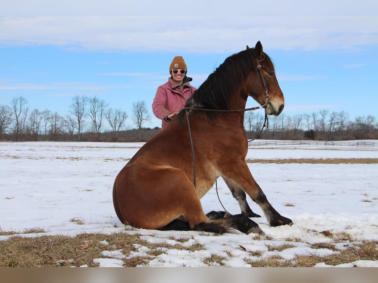 Inne konie gorącokrwiste Wałach 7 lat 163 cm Gniada in Highland MI