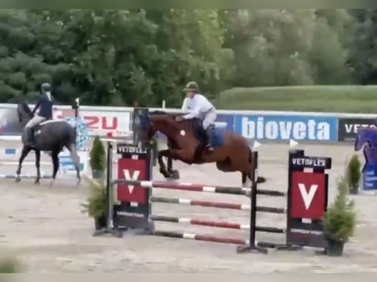 Inne konie gorącokrwiste Wałach 7 lat 166 cm Gniada in Pelmberg