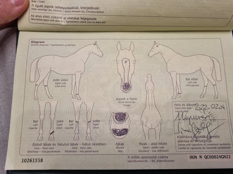 Inne konie gorącokrwiste Wałach 7 lat 167 cm Kasztanowata in Piesendorf