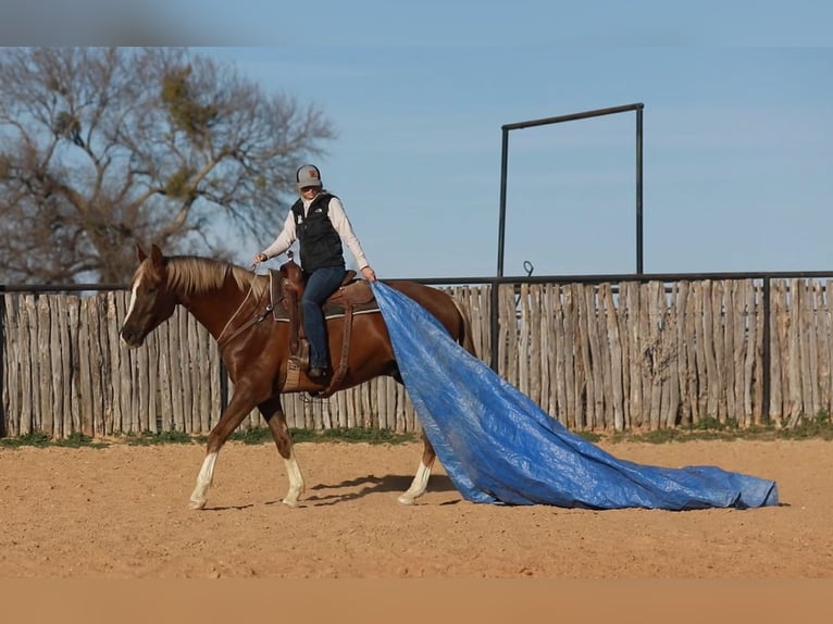 Inne konie gorącokrwiste Wałach 7 lat 170 cm Ciemnokasztanowata in Weatherford TX