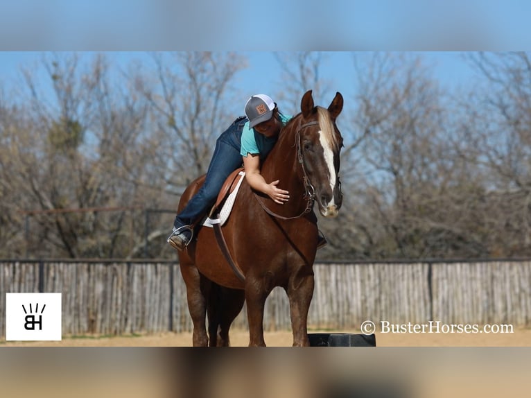 Inne konie gorącokrwiste Wałach 7 lat 170 cm Ciemnokasztanowata in Weatherford TX