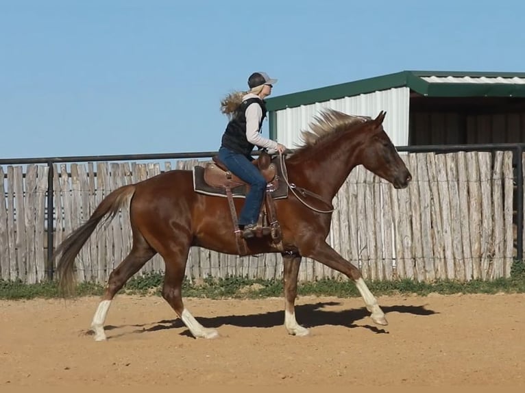 Inne konie gorącokrwiste Wałach 7 lat 170 cm Ciemnokasztanowata in Weatherford TX