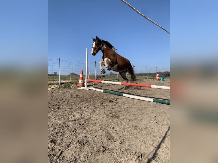 Inne konie gorącokrwiste Mix Wałach 8 lat 146 cm Srokata in Oderberg