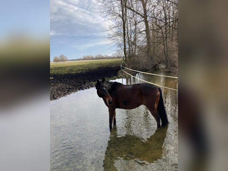 Inne konie gorącokrwiste Wałach 8 lat 155 cm Gniada in Massenhausen