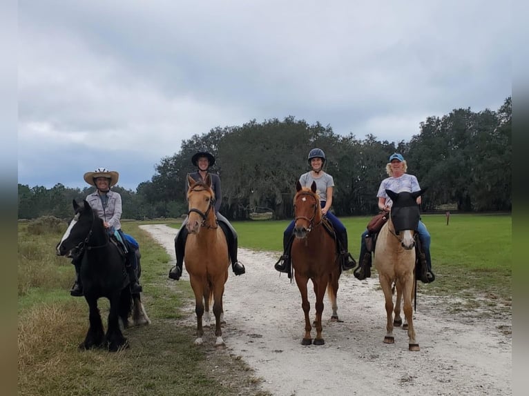 Inne konie gorącokrwiste Wałach 8 lat 157 cm Szampańska in Brooksville FL