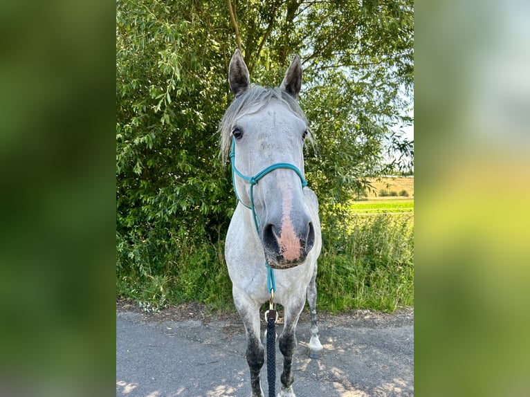 Inne konie gorącokrwiste Mix Wałach 8 lat 160 cm Siwa in Hirschendorf