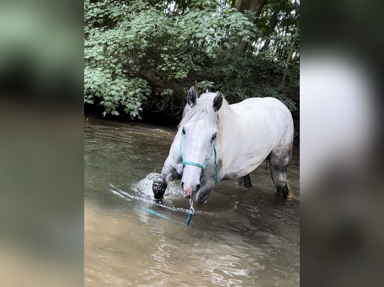 Inne konie gorącokrwiste Mix Wałach 8 lat 160 cm Siwa in Hirschendorf