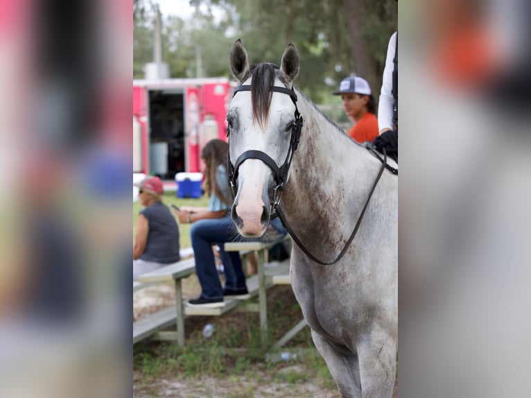 Inne konie gorącokrwiste Wałach 8 lat 163 cm Siwa jabłkowita in Brooksville Flordia