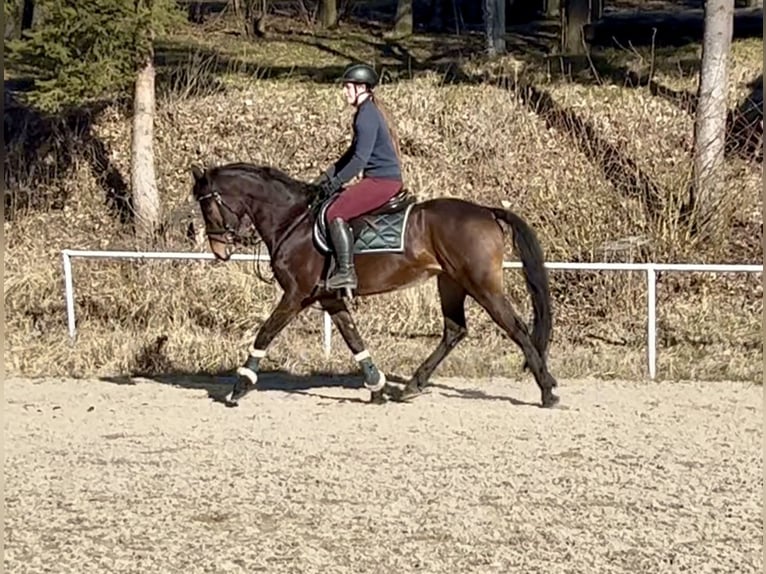 Inne konie gorącokrwiste Wałach 9 lat 160 cm Gniada in Pelmberg