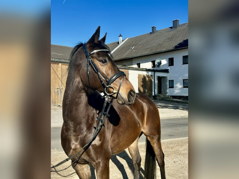 Inne konie gorącokrwiste Wałach 9 lat 160 cm Gniada in Pelmberg