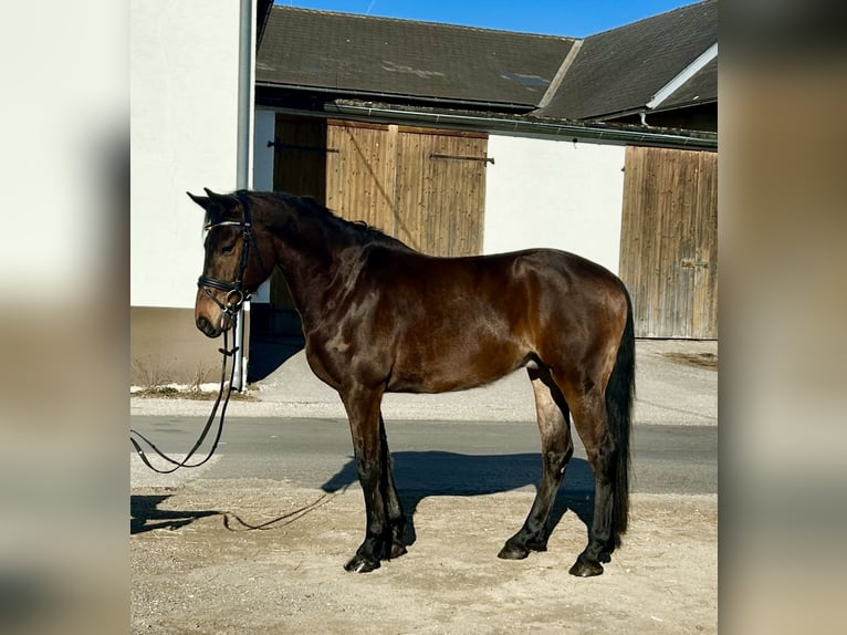 Inne konie gorącokrwiste Wałach 9 lat 160 cm Gniada in Pelmberg