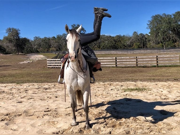 Inne konie gorącokrwiste Wałach 9 lat 163 cm Siwa jabłkowita in Brooksville Flordia