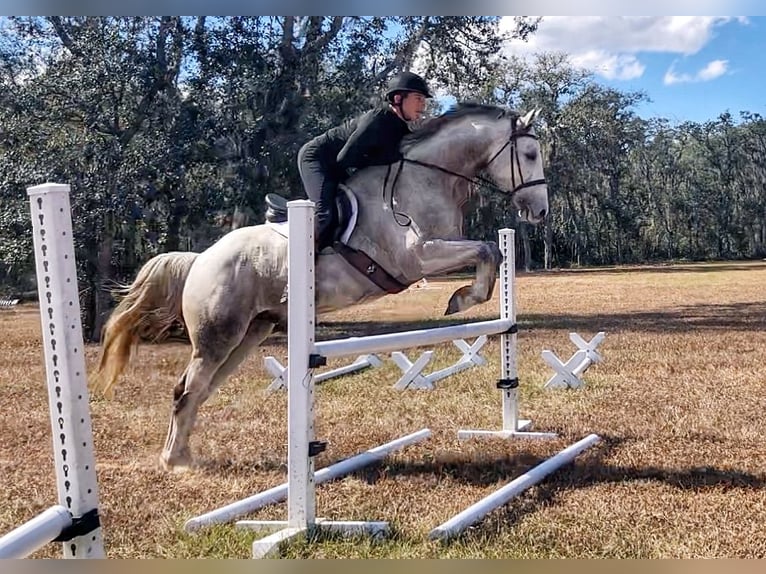 Inne konie gorącokrwiste Wałach 9 lat 163 cm Siwa jabłkowita in Brooksville Flordia