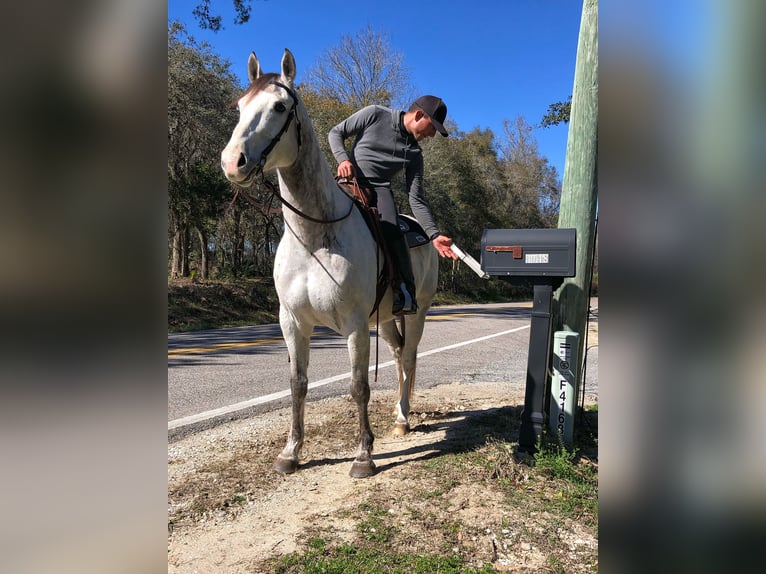 Inne konie gorącokrwiste Wałach 9 lat 163 cm Siwa jabłkowita in Brooksville Flordia