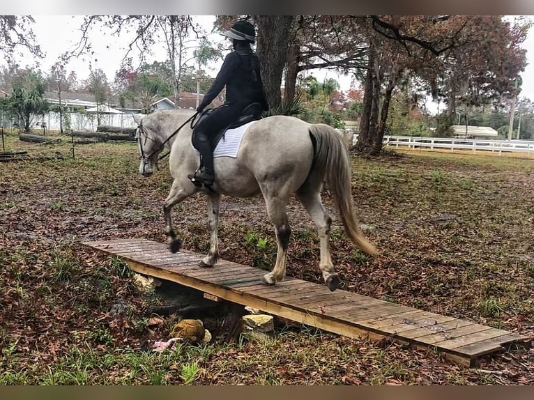 Inne konie gorącokrwiste Wałach 9 lat 163 cm Siwa jabłkowita in Brooksville Flordia