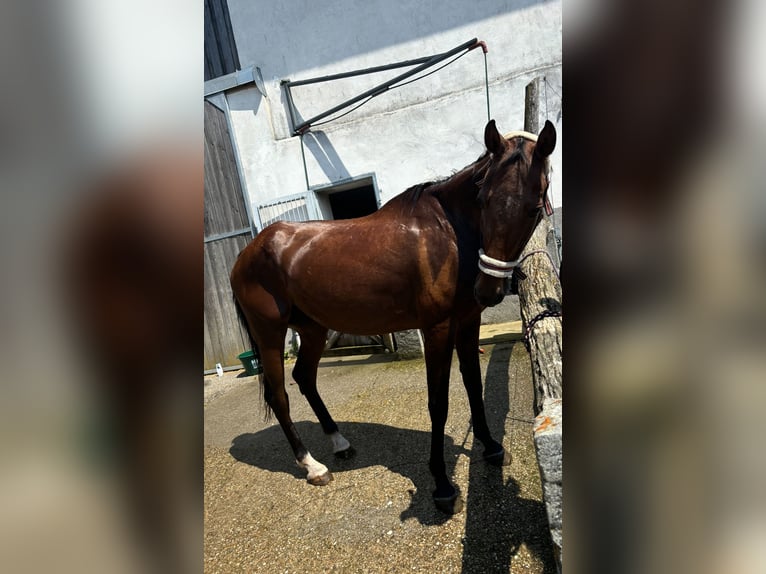 Inne konie pełnej krwi Mix Klacz 10 lat 165 cm Gniada in Tragwein