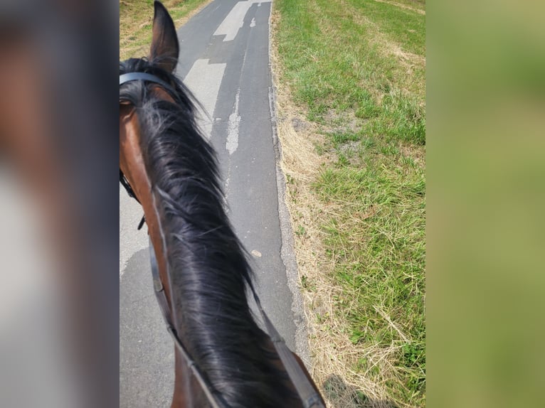 Inne konie pełnej krwi Klacz 10 lat 165 cm Gniada in Takern II