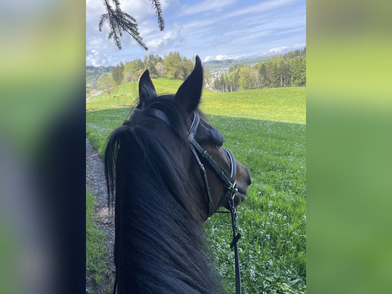 Inne konie pełnej krwi Klacz 11 lat 155 cm Ciemnogniada in Wolfhalden