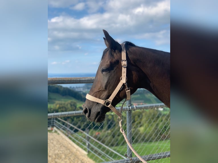 Inne konie pełnej krwi Klacz 11 lat 155 cm Ciemnogniada in Wolfhalden