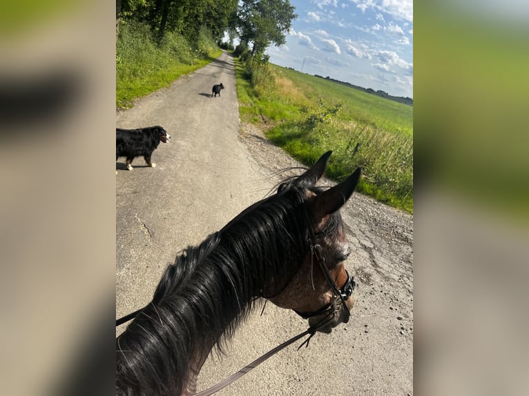 Inne konie pełnej krwi Klacz 12 lat 160 cm Może być siwy in Medernach